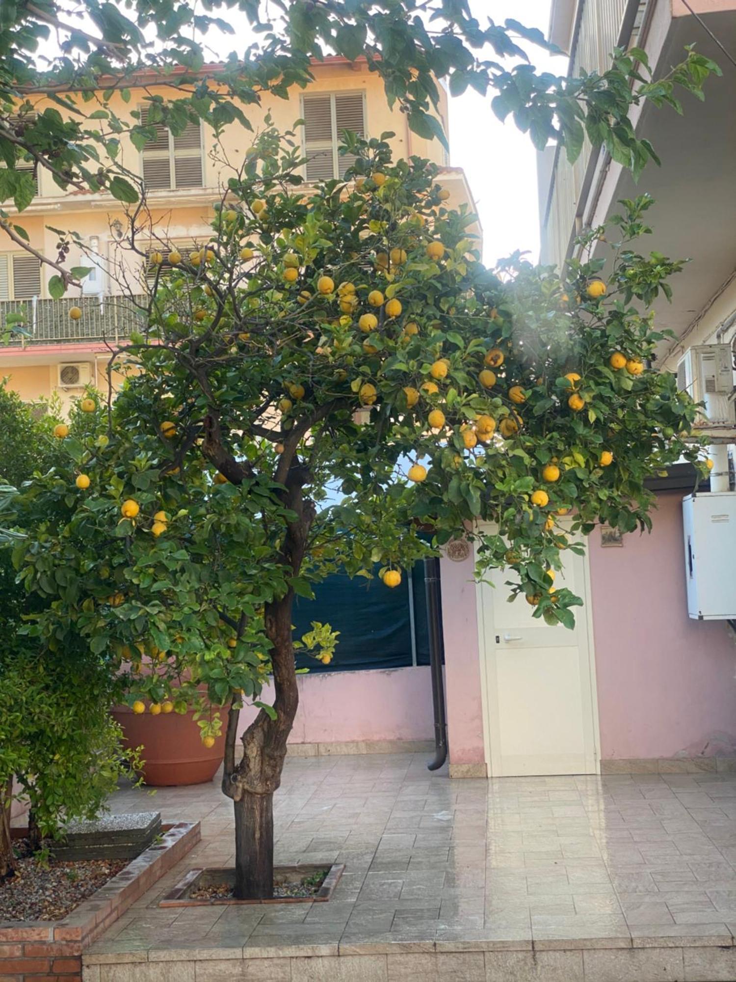 L'Albero Di Limoni Sul Mare Di Pizzo Villa Exterior photo